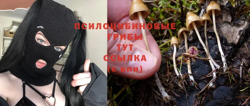 Псилоцибиновые грибы GOLDEN TEACHER  Дальнегорск 